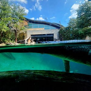 Gharial (Gavialis gangeticus)