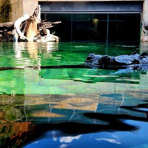 Gharial (Gavialis gangeticus)