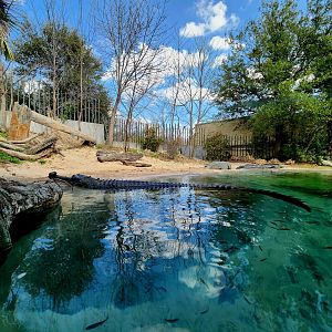 Gharial (Gavialis gangeticus)