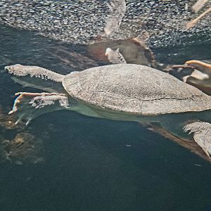 New Guinea Snapping Turtle (Elseya novaeguineae)