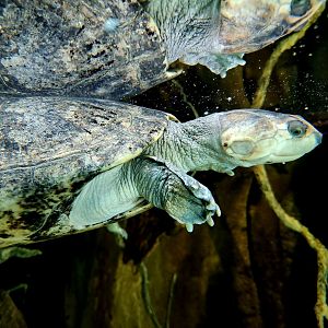 Savanna Side-Necked Turtle (Podocnemis vogli)
