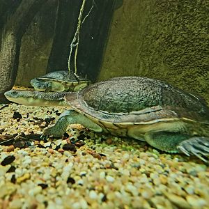 Roti Island Snake-Necked Turtles (Chelodina mccordi)