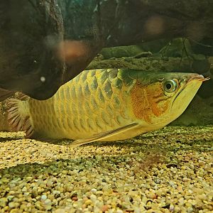 Asian Arowana (Scleropages formosus)
