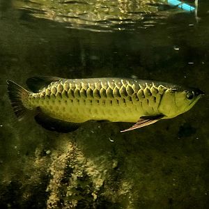 Asian Arowana (Scleropages formosus)