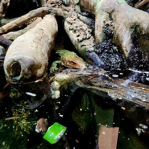 Northern Caiman Lizard (Dracaenea guianensis) and Mata Mata (Chelus fimbriatus)