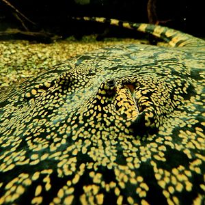Tiger River Stingray (Potamotrygon tigrina)