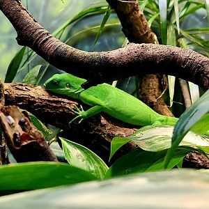 Central Fijian Banded Iguana (Brachylophus bulabula)