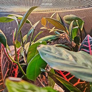 Emerald Tree Skink (Lamprolepis smaragdina)