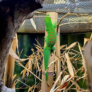 Giant Day Gecko (Phelsuma grandis)
