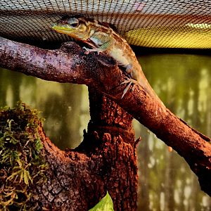 Haitian Giant Anole (Anolis ricordii)