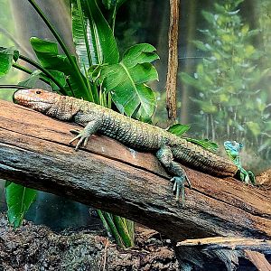 Northern Caiman Lizard (Dracaena guianensis) and Plumed Basilisk (Basiliscus plumifrons)