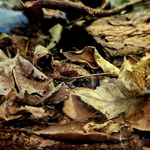 Spiny Leaf Chameleon (Brookesia decaryi)