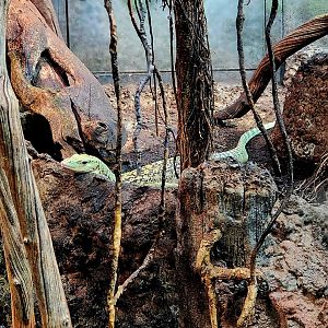 Quince Monitor (Varanus melinus)