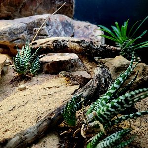 Shield-Tailed Agama (Xenagama taylori)