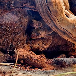 Southern Banded Knob-Tailed Geckos (Nephrurus wheeleri)