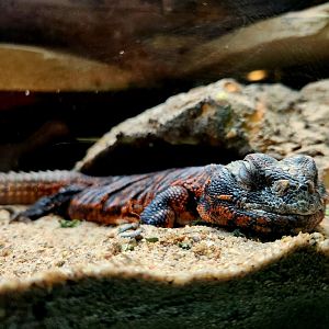 Mali Uromastyx (Uromastyx dispar maliensis)