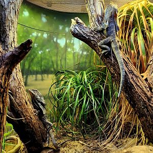Frilled Lizards (Chlamydosaurus kingii)