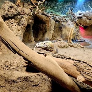 Komodo Dragon (Varanus komodoensis)