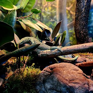 Yellow Tree Monitor (Varanus reisingeri)