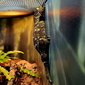 New Caledonian Giant Gecko (Rhacodactylus leachianus)