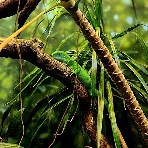 Central Fijian Banded Iguana (Brachylophus bulabula)
