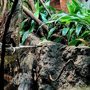 Quince Monitor (Varanus melinus)