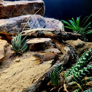 Shield-Tailed Agama (Xenagama taylori)