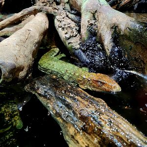 Northern Caiman Lizard (Dracaenea guianensis)