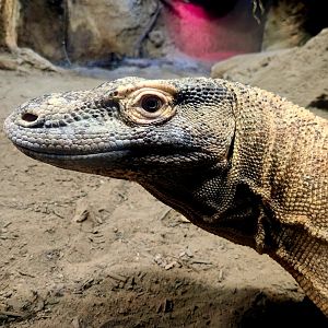 Komodo Dragon (Varanus komodoensis)
