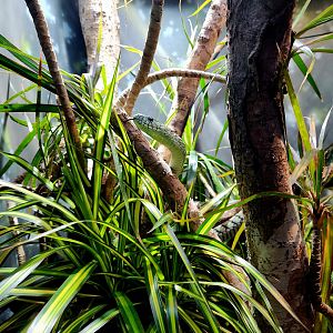 Western Green Mamba (Dendroaspis viridis)