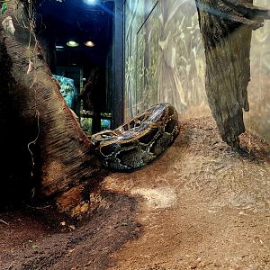 Burmese Python (Python bivittatus)