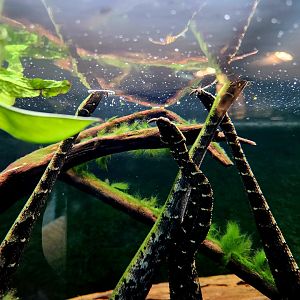 Tentacled Snakes (Erpeton tentaculatum)