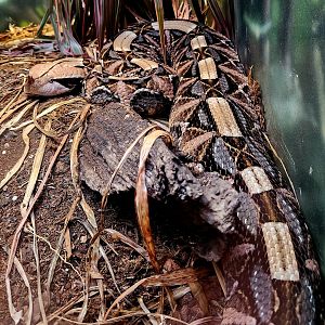 West African Gaboon Viper (Bitis rhinoceros)