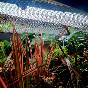 Wagler's Pit Viper (Tropidolaemus wagleri)