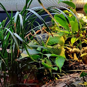 Sri Lankan Pit Viper (Craspedocephalus trigonocephalus)