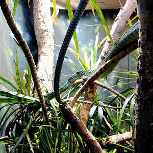 Western Green Mamba (Dendroaspis viridis)