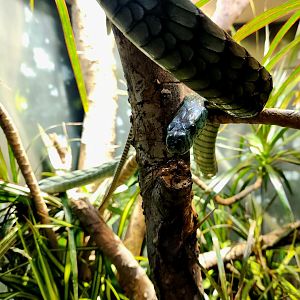Western Green Mamba (Dendroaspis viridis)