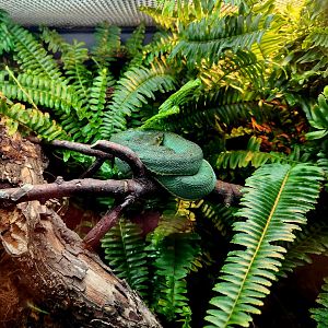 Two-Striped Forest Pit Viper (Bothrops bilineatus)
