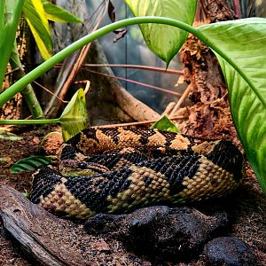South American Bushmaster (Lachesis muta)