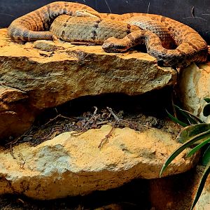 Tamaulipan Rock Rattlesnakes (Crotalus morulus)