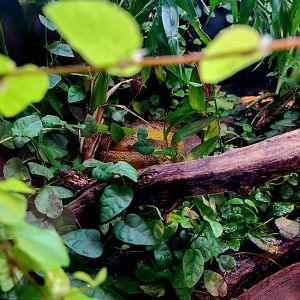 McGregor's Pit Viper (Trimeresurus mcgregori)