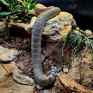 Santa Catalina Island Rattlesnake (Crotalus catalinensis)