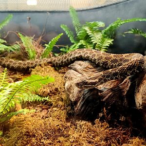 Eastern Massasauga (Sistrurus catenatus catenatus)