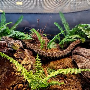 Eastern Massasauga (Sistrurus catenatus catenatus)
