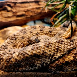 Mojave Desert Sidewinder (Crotalus cerastes cerastes)