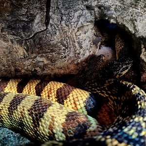 Louisiana Pine Snakes (Pituophis ruthveni)