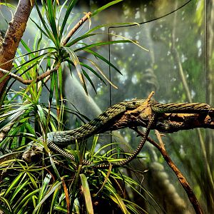 Western Green Mamba (Dendroaspis viridis)
