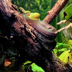 Savu Python (Liasis mackloti savuensis)