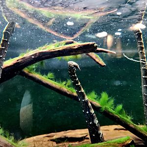 Tentacled Snakes (Erpeton tentaculatum)