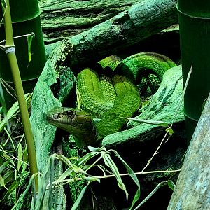 King Cobra (Ophiophagus hannah)